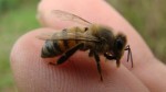 Tipos de abejas para producción de miel
