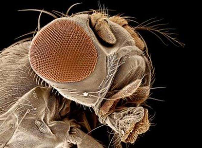 Tipos de moscas que existen en casi todo el mundo y son portadoras de enfermedades.