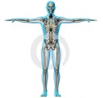 Tipos de huesos del cuerpo humano