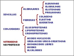 Tipos de proteínas, clasificación