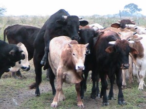 Tipos de ganadería, bovina