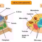 Tipos de celula