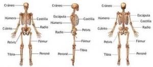 Tipos de huesos, distribución