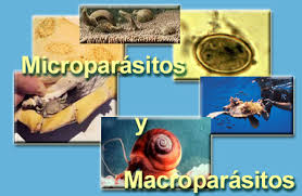 Tipos de parásitos, micro