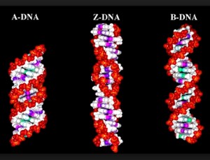 Tipos de ADN, ADN-A