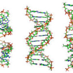 Tipos de ADN