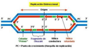 Tipos de ADN, duplicación