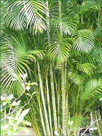 Tipos de palmeras, Chrysalidocarpus lutescens