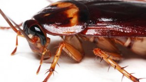 Tipos de cucarachas German Cockroach