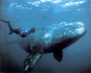 Tipos de ballenas boreal