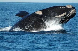 Tipos de ballenas franca