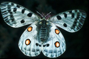 Tipos de mariposas Papiliónidos