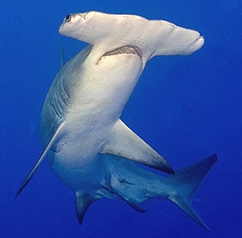 Tipos de tiburones martillo