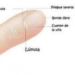 Tipos de uñas