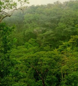 Tipos de vegetación del bosque tropical caducifolio