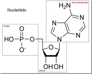 Otros tipos de ácidos nucleicos
