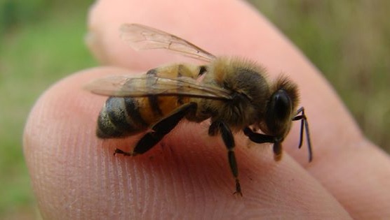 La Meliponini, pertenece al tipo de abejas que no tienen aguijón, sin embargo en México está en peligro de extinción.