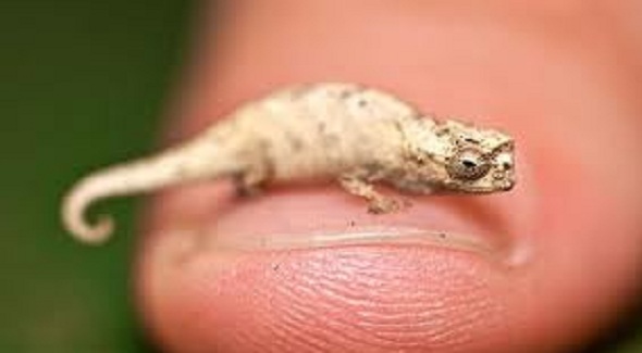 Dentro de los tipos de reptiles, se encuentran en la suborden los Saurios, como en el caso de está especie diminuto de lagartija