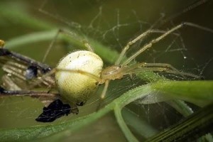 Tipos de arañas, alimentación