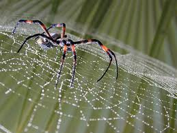 Tipos de arañas, seda