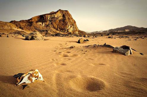La arena de los desiertos  es los tipos de suelos que no retienen agua por lo cual es imposible para la presencia de flora.