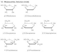 Tipos de carbohidratos, monosacáridos