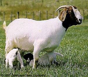 Tipos de ganadería, caprino y ovino 
