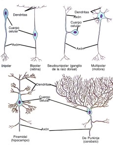 Tipos de neuronas, clasificación