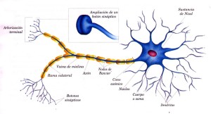 Tipos de neuronas, impulsos y prolongaciones