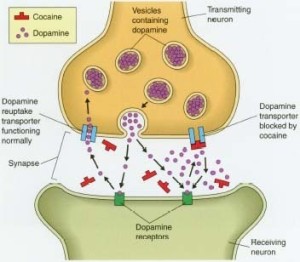 Tipos de neuronas, por neurotransmisor