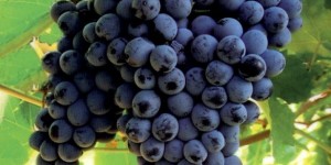 Tipos de uvas,  Syrah