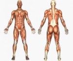 Tipos de musculos