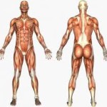 Tipos de musculos