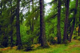 Tipos de biomas, bosques de coníferas