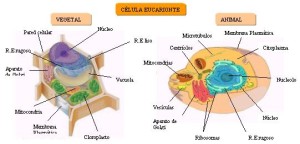 Tipos de celula, clasificación