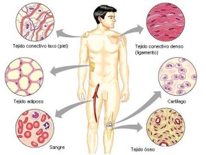 Tipos de celula, del tejido muscular