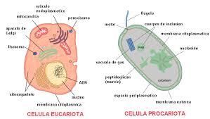 Tipos de celula, eucariotas