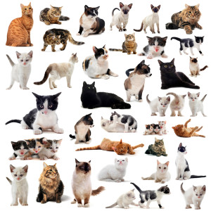 Tipos de gatos, razas
