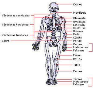 Tipos de huesos, cantidad