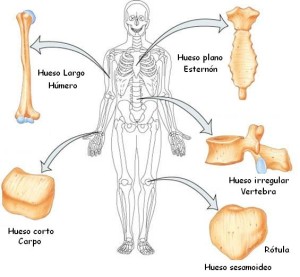 Tipos de huesos, el esqueleto