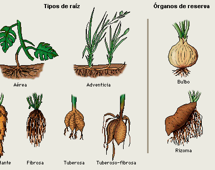 Tipos de raíces, clasificación