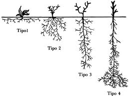 Tipos de raíces, forma