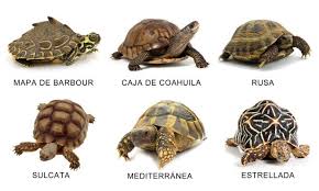 Tipos de tortugas, otras