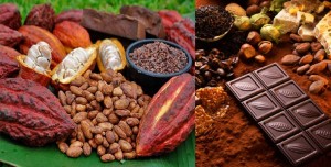 Aunque existan mucho tipos de chocolates, el origen es el mismo. Así como se aprecia del lado izquierda es como nace, dentro del fruto se encuentra las semillas del cacao que serán extraídas para procesarlas.