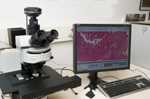 Tipos de microscopios, digital