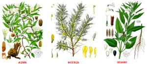 Tipos de plantas medicinales, clasificación