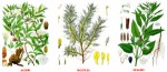 Tipos de plantas medicinales