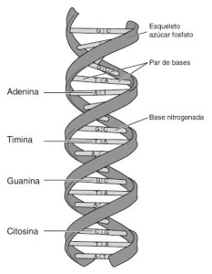 Tipos de ácidos, desoxirribonucleico