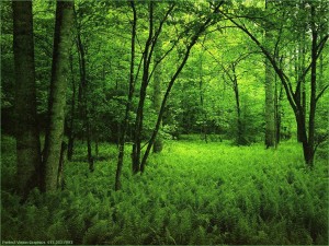 Tipos de bosques, lluviosos
