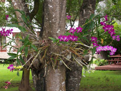 Tipos de orquídeas - Tipos De